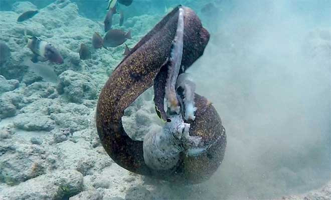 Σμέρνα εναντίον χταποδιού σε μια μάχη με μια απροσδόκητη κατάληξη (βίντεο)